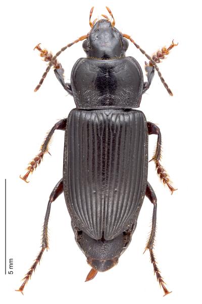   - Anisodactylus binotatus