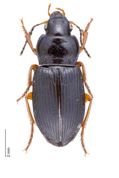   - Anisodactylus nemorivagus