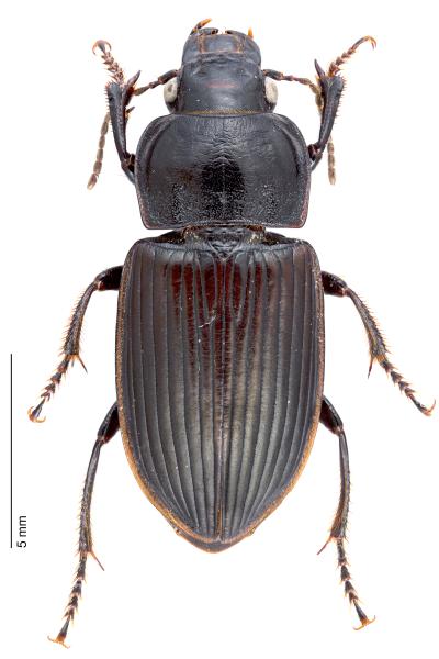   - Anisodactylus signatus