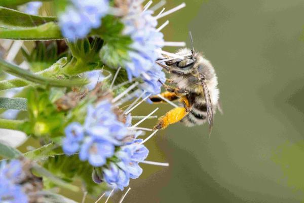 Les abeilles sauvages de Suisse Anthophore tarses-gonflés - Anthophora dispar