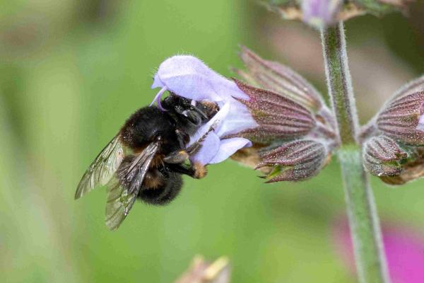 Les abeilles sauvages de Suisse Anthophore plumeuse - Anthophora plumipes