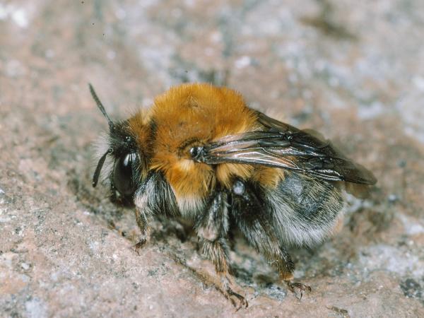 Wildbienen der Schweiz  - Anthophora balneorum