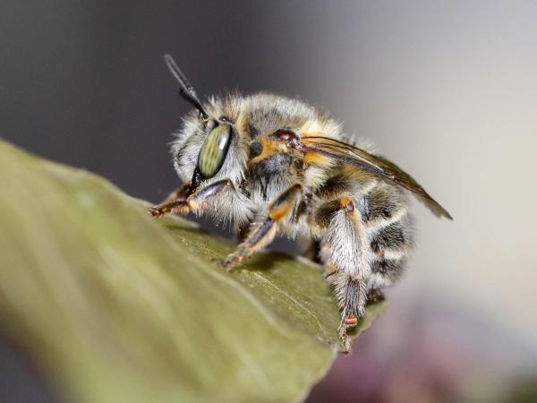 Wildbienen der Schweiz Haarschopf-Pelzbiene - Anthophora crinipes