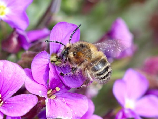 Wildbienen der Schweiz Haarschopf-Pelzbiene - Anthophora crinipes