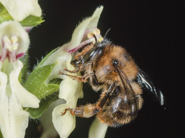 Wildbienen der Schweiz Waldpelzbiene - Anthophora furcata