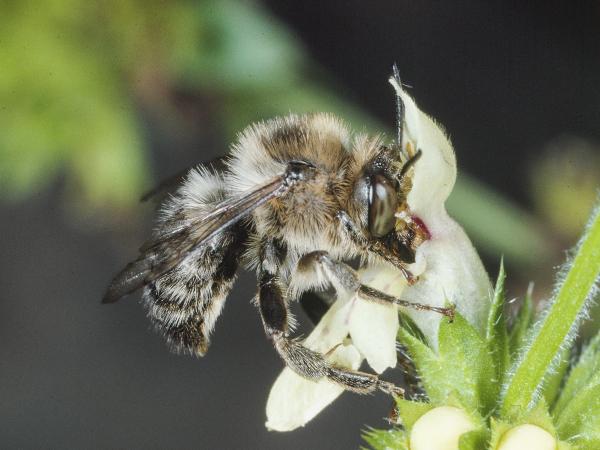 Wildbienen der Schweiz Waldpelzbiene - Anthophora furcata