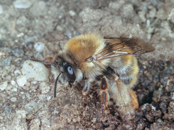 Les abeilles sauvages de Suisse Anthophore des murailles - Anthophora plagiata