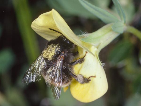 Les abeilles sauvages de Suisse Anthophore des murailles - Anthophora plagiata