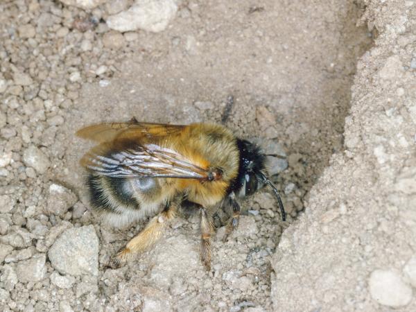 Les abeilles sauvages de Suisse Anthophore plumeuse - Anthophora plumipes