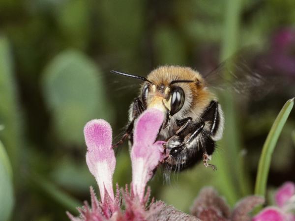 Les abeilles sauvages de Suisse Anthophore plumeuse - Anthophora plumipes