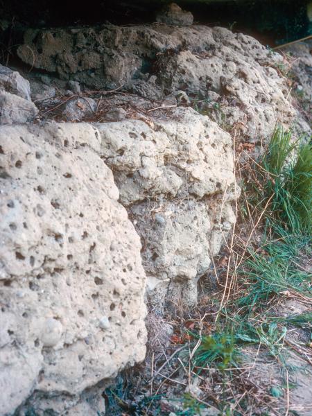 Les abeilles sauvages de Suisse Anthophore plumeuse - Anthophora plumipes