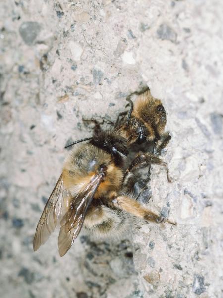 Les abeilles sauvages de Suisse Anthophore plumeuse - Anthophora plumipes