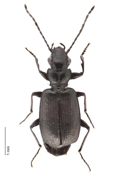   - Apristus europaeus