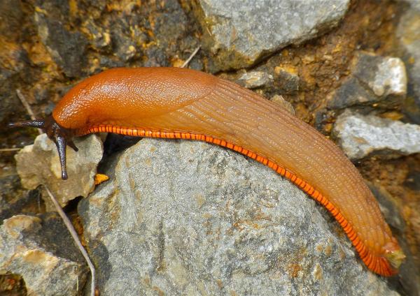  Spanische Wegschnecke - Arion vulgaris