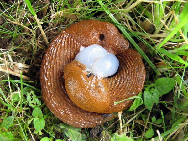  Spanische Wegschnecke - Arion vulgaris