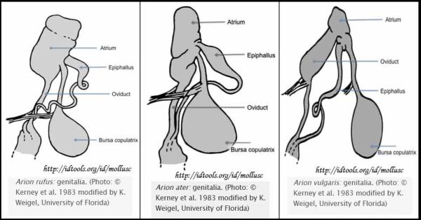  Spanische Wegschnecke - Arion vulgaris