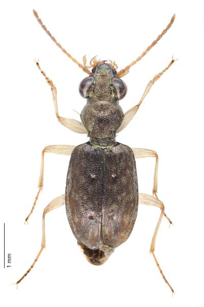   - Asaphidion curtum curtum