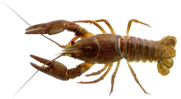 Edelkrebs - Astacus astacus