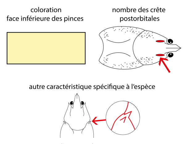  Ecrevisse à pattes blanches - Austropotamobius pallipes