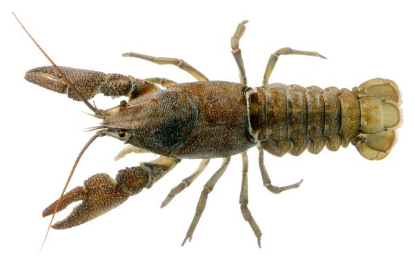  Dohlenkrebs - Austropotamobius pallipes