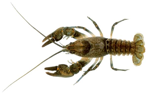  Steinkrebs - Austropotamobius torrentium