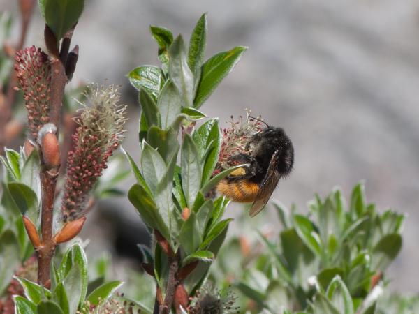 Wildbienen der Schweiz Alpenhummel - Bombus alpinus