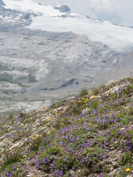 Wildbienen der Schweiz Alpenhummel - Bombus alpinus