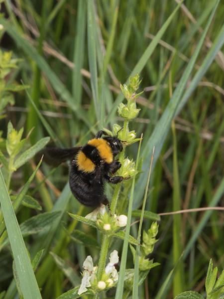 Wildbienen der Schweiz Tonerdhummel - Bombus argillaceus