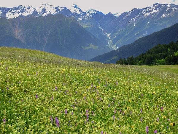 Wildbienen der Schweiz  - Bombus inexspectatus