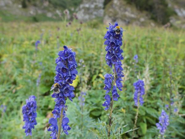 Wildbienen der Schweiz Eisenhuthummel - Bombus gerstaeckeri