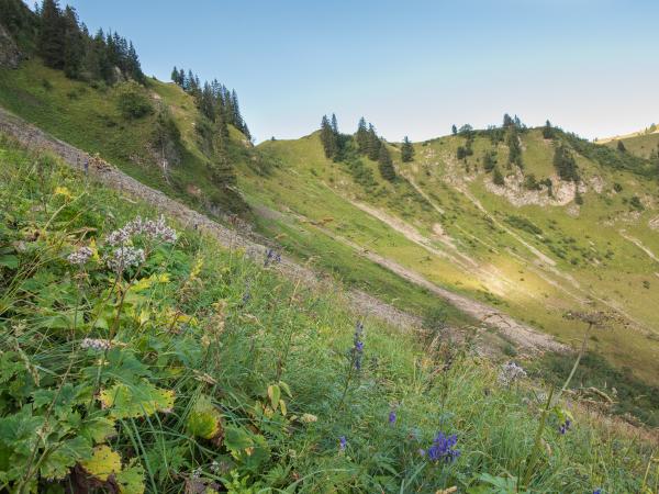 Wildbienen der Schweiz Eisenhuthummel - Bombus gerstaeckeri