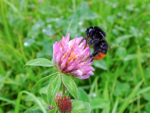 Wildbienen der Schweiz Steinhummel - Bombus lapidarius