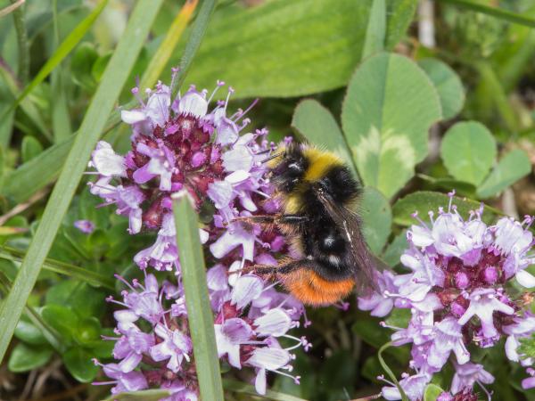 Wildbienen der Schweiz Steinhummel - Bombus lapidarius