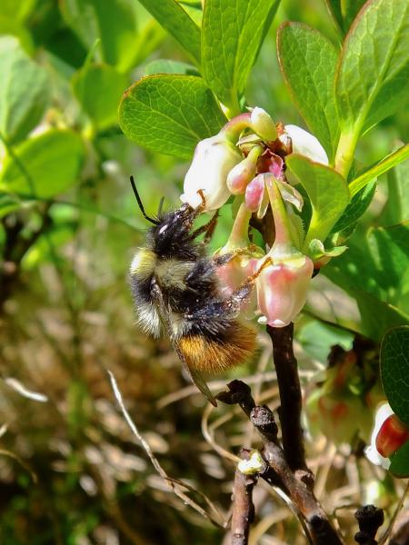 Wildbienen der Schweiz Nordische Hummel - Bombus monticola