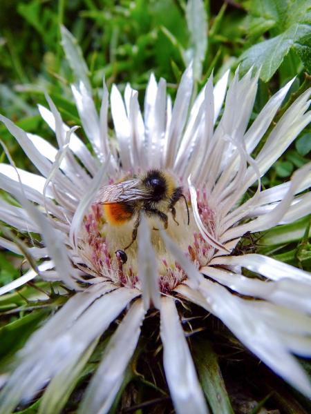 Wildbienen der Schweiz Nordische Hummel - Bombus monticola