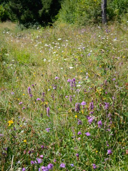 Wildbienen der Schweiz Samthummel - Bombus confusus