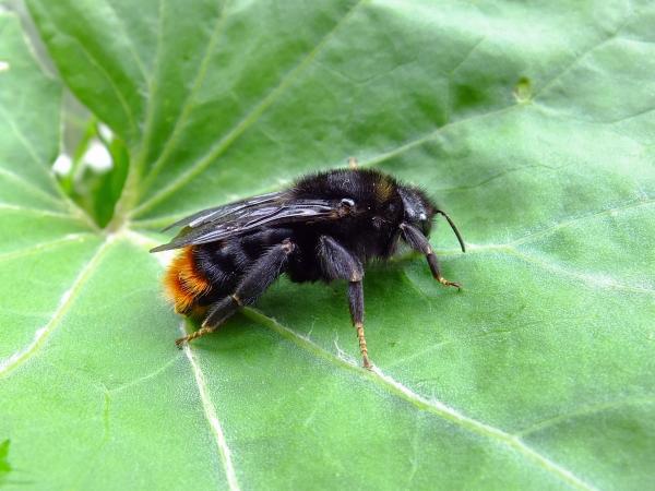 Wildbienen der Schweiz Rotschwarze Kuckuckshummel - Bombus rupestris