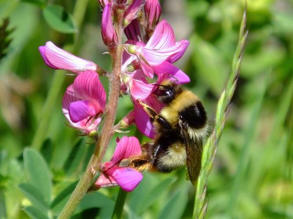 Wildbienen der Schweiz Höhenhummel - Bombus sichelii
