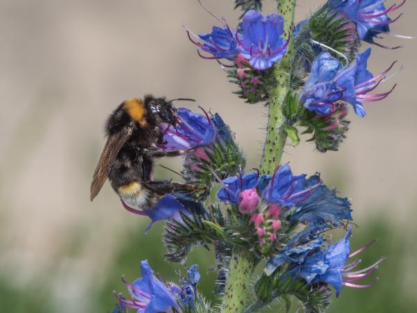 Wildbienen der Schweiz Gefleckte Kuckuckshummel - Bombus vestalis