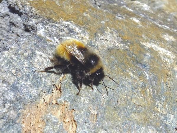 Wildbienen der Schweiz Alpenhummel - Bombus alpinus