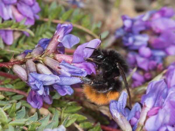 Wildbienen der Schweiz Alpenhummel - Bombus alpinus