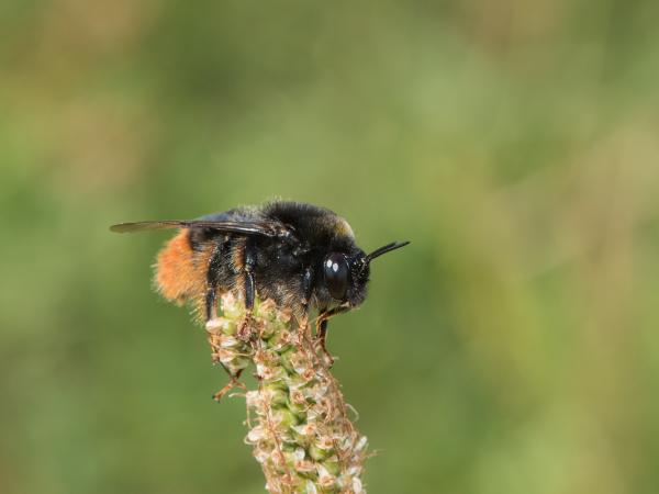 Wildbienen der Schweiz Samthummel - Bombus confusus