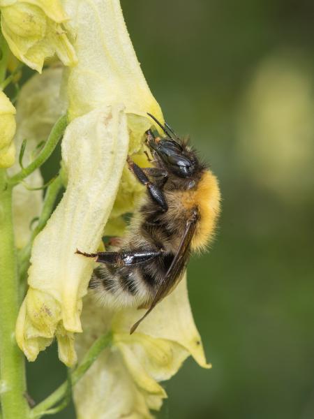 Wildbienen der Schweiz Eisenhuthummel - Bombus gerstaeckeri