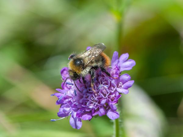 Wildbienen der Schweiz  - Bombus inexspectatus