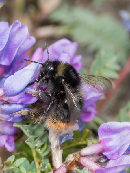 Wildbienen der Schweiz Trughummel - Bombus mendax