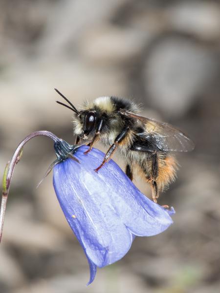 Wildbienen der Schweiz Trughummel - Bombus mendax
