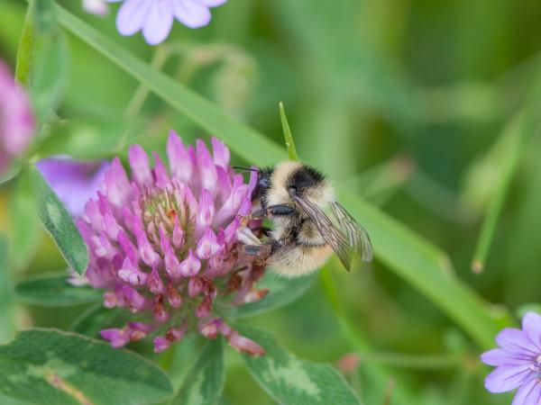Wildbienen der Schweiz Berghummel - Bombus mesomelas