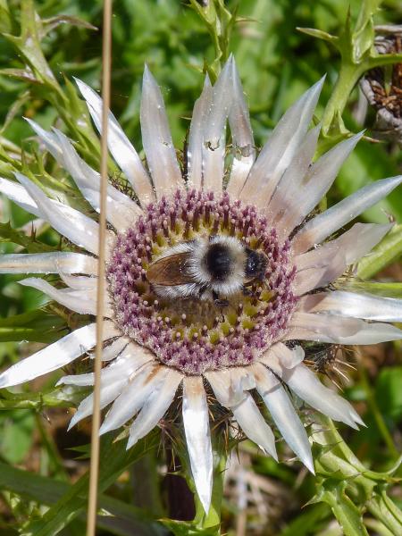 Wildbienen der Schweiz Berghummel - Bombus mesomelas