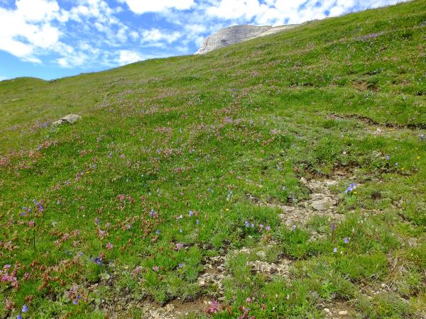 Wildbienen der Schweiz Berghummel - Bombus mesomelas