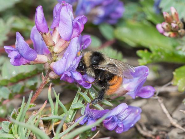 Wildbienen der Schweiz Nordische Hummel - Bombus monticola